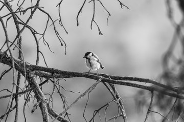 Great tit (Parus major)