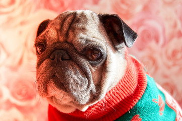 A sleepy pug in the jacket looks at the camera. Attractive dog in clothes look