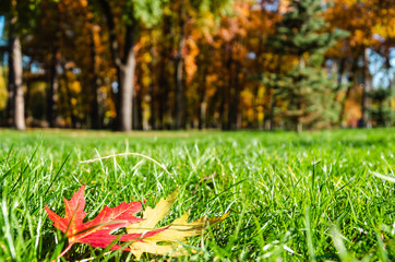 Two autumn maple leaves on a green grass on a sunny day. Autumn background. Closeup. Minimal concept. Copy space