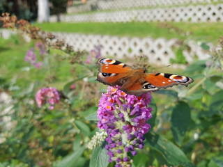 butterfly on flower