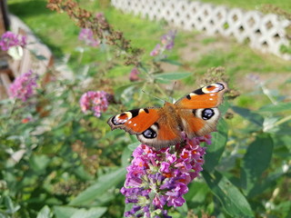 butterfly on flower