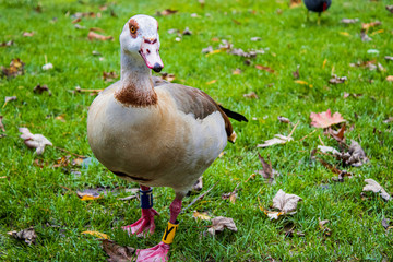two ducks on the grass