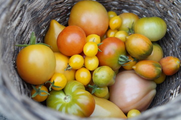 Autumn harvest. Yellow tomatoes in a wicker basket.