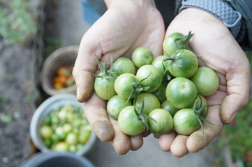 Close-up of small green tomatoes in the hands of a farmer