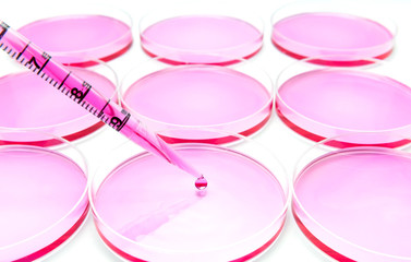 Subculturing of mammalian cells on the cell culture dish