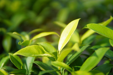 Closeup of blur green and yellow leaves in the garden.