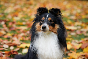 Autumn portrait of adorable young Sheltie Shetland Sheepdog sitting in colorful red and orange leaves.