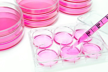 Aliquot of human stem cells into the six well plate by pipetting