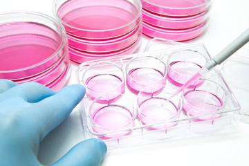 A scientist researcher is cultivating mammalian adherent cells into the 6 well micro plate using a...