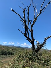 baum, vertrocknet, dürre, abgestorben, tot, natur, landschaft, himmel, blau, wald, dead, baum, berg, green, wüste, abtrocknen, sommer, ast, ausserhalb, gras, alt, park, ast, föhre, hills, berg, allein