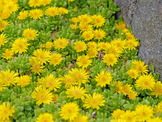 Blühende Lesotho-Mittagsblume, Delosperma nubigenum