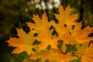 Autumn is a beautiful young maple leaves