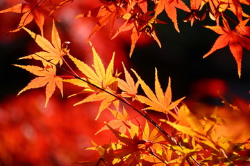 紅葉