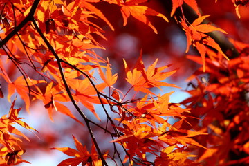 紅葉