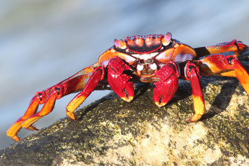 rote_Klippenkrabbe