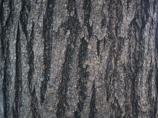 Tree Bark of Rosy Trumpet Tree, Closed Up View of Trunk