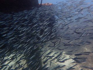 桟橋の下をスノーケル撮影