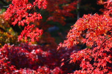 紅葉
