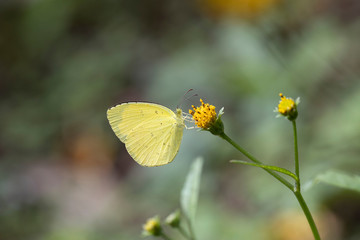 花の蜜を吸うキタキチョウ