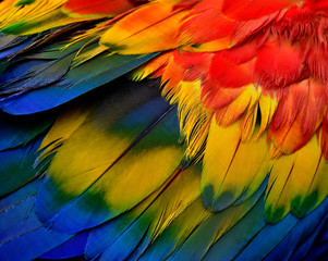 Obraz premium Beautiful nature background, close up details texture of Scarlet macaw parrot bird feathers