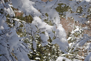Snowed branches