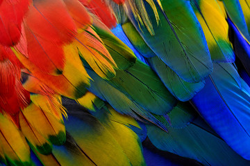 Beautiful texture of Scarlet macaw parrot bird feathers with shade of blue green yellow and bright red, fascinated nature background patterns