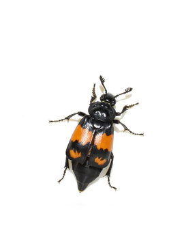 The black and oragne carrion beetle Nicrophorus investigator on white background