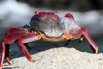 rote_Klippenkrabbe