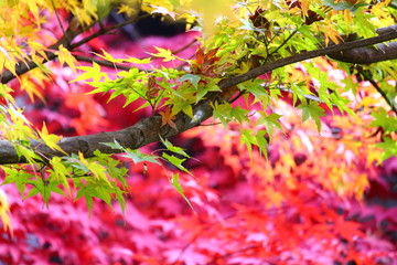 紅葉