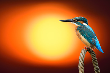 Common kingfisher (Alcedo atthis) perching on rope knot over bright red sun in blur background, fascinated nature moment