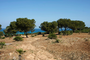 Fototapeta na wymiar Felsenküste und Strand auf Mallorca
