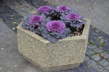 Radom , ulica Żeromskiego , kamienice w Radomiu , stare kamienice , Radom  , ulice w Radomiu , kościół Radom , Żeromski , Radom architektura , historyczny Radom , kamienice , ulice Radom  © Szymon