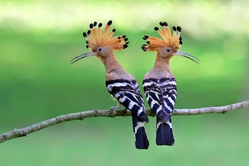 Poster Eurasian or common hoopoe (Upupa epops) fascinated brown crested bird with white and black wings closely perching on thin branch over bright expose lighting on lawn yard, exotic nature © prin79
