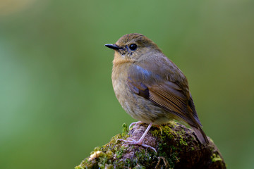 Female of Snowy-browed flycatcher (Ficedula hyperythra) fat brown to bird perching on tree route over low lighting environment in nature