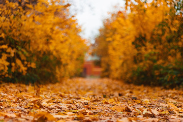Autumn forest road landscape. Autumn leaves road view. Autumn Landscape. Beautiful autumn landscape with yellow trees and sun. Colorful foliage in the autumn park. Autumn season concept. Soft focus