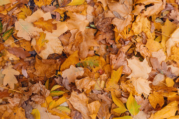 Beautiful autumn background. Red and Orange Autumn Leaves. Colorful background image of fallen autumn leaves perfect for seasonal use. Top view. Flat lay. Copy space. Autumn season concept