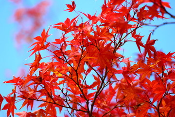 紅葉