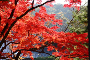 紅葉