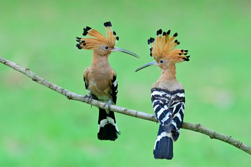 Pair of Common Hoopoe (Upupa epops) beautiful crested brown bird with black and white stripe wings flirting each other while proudly perching on wooden branch © prin79