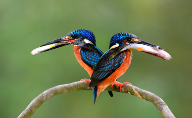 Pair parents of Blue-eared kingfisher, lovely vivid blue birds with bright brown belly carrying fresh fish in their mouth to feed baby chicks in nest hole, beautiful nature
