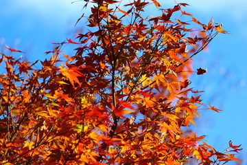 紅葉