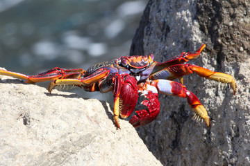rote_Klippenkrabbe