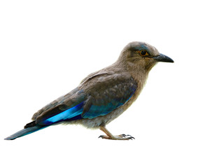 Fototapeta premium Young Indian roller (Coracias benghalensis) in juvenile age with some grey and blue plumage isolated on white background