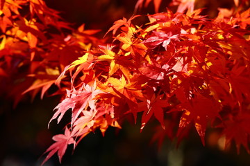 紅葉