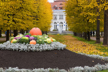 vegetables in the autumn park