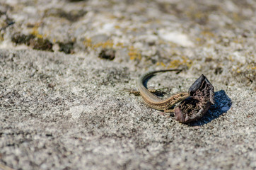 Small forest lizard in its natural environment