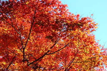 紅葉