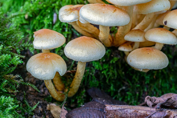 Velvet shank (Flammulina velutipes) fungi growing on the base of a decaying moss covered tree