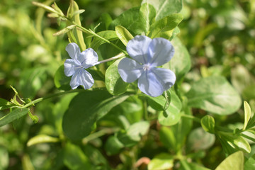 a amazing shot of bloom flower
