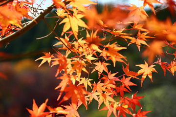 紅葉